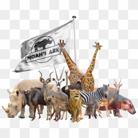 Group Of Animals, HD Png Download - noah's ark png