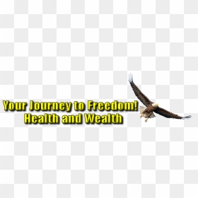 Graphic Design, HD Png Download - youngevity logo png