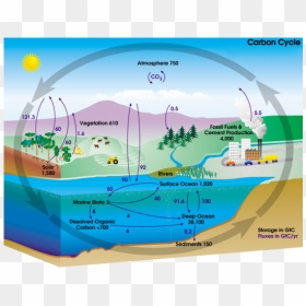 Carbon Cycle, HD Png Download - carbon dioxide png