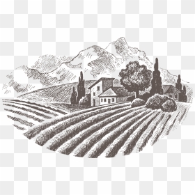 Thumb Image - Vineyards Drawing, HD Png Download - vineyard png