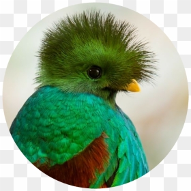 #quetzal - El Quetzal Bird, HD Png Download - quetzal png