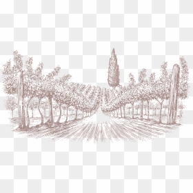 Wine, HD Png Download - vineyard png