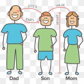Heredity Examples, HD Png Download - genes png