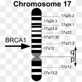 Brca1 En - Breast Cancer Chromosome Map, HD Png Download - genes png