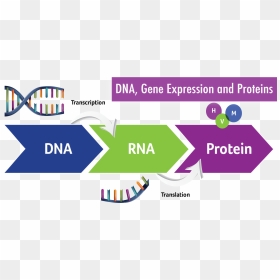 Gene Expression Dna Rna Protein, HD Png Download - genes png