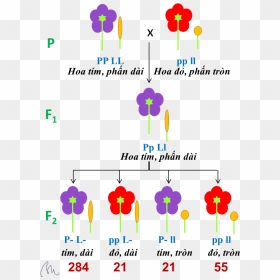 Linked Genes - Bateson Saunders And Punnett Experiment, HD Png Download - genes png