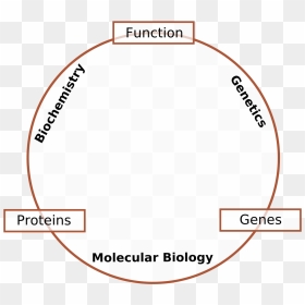 Molecular Biology, HD Png Download - genes png