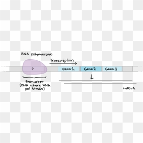 Gene Regulation Promoter, HD Png Download - genes png