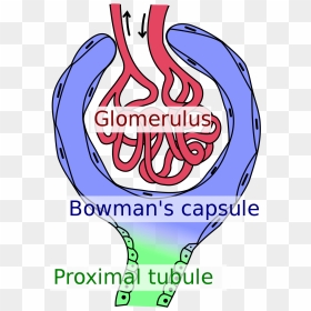 Bowman's Capsule, HD Png Download - capsule png