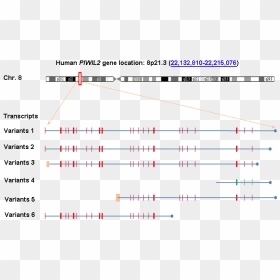 Screenshot, HD Png Download - genes png