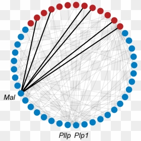 Genewalk Subnetwork Of Three Input Genes - Swarovski Blue And White Necklace, HD Png Download - genes png