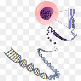 Transparent Dna Heredity - Many Chromosomes Do Humans Have, HD Png Download - genes png