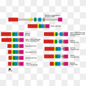 Diagram, HD Png Download - genes png