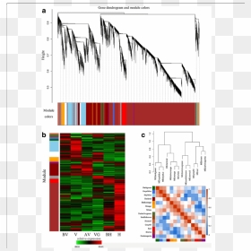 Wgcna Clustering, HD Png Download - genes png