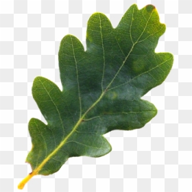 Oak Leaf Png - Oak Tree Leaf Png, Transparent Png - oak png