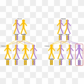 A Defect Cftr Gene Results In Absent Or Faulty Cftr,, HD Png Download - genes png