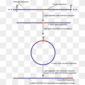 Inverse Pcr 2 - Inverse Pcr, HD Png Download - two png