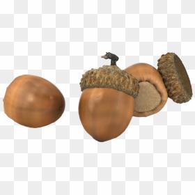 Oak Nut Png Image File - Gourd, Transparent Png - oak png