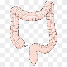 Colon Smartart, HD Png Download - colon png