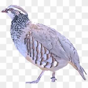 Partridge Png Background Image - Quail, Transparent Png - quail png