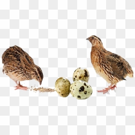 Buy Quail Feed Online For Sale Quail Feed Manufacturers, - Battai Bird In English, HD Png Download - quail png