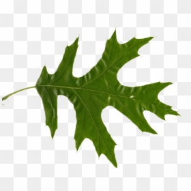 Picture Of Oak Leaves - Oak Leaf Transparent Background, HD Png Download - oak png