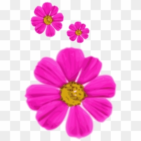 Pink,flower,garden Cosmos - Flower, HD Png Download - cosmos png