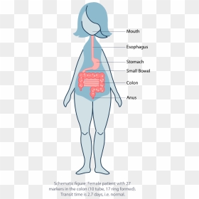 Illustration, HD Png Download - colon png