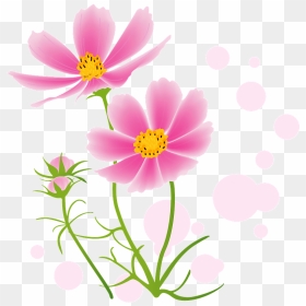 Cosmos Flower Clipart - コスモス イラスト 無料, HD Png Download - cosmos png