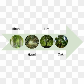 The First People Trees Diagram - Oak, HD Png Download - oak png