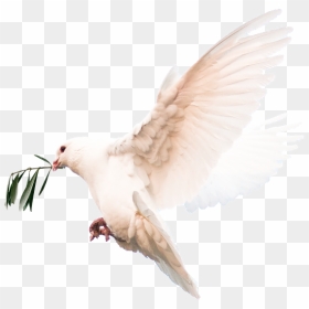 Dove Symbol Of Hope, HD Png Download - dove icon png