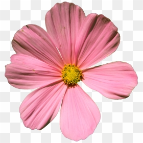 Cosmos Flower Png - Garden Cosmos, Transparent Png - cosmos png