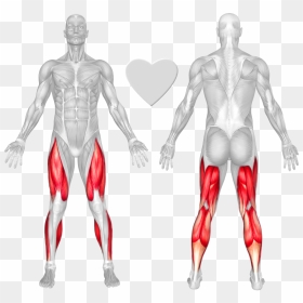 Anatomical Muscle Stretching Png, Transparent Png - stretching png