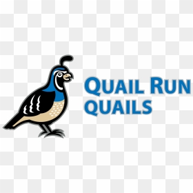 About Quail Run - Quail Run Elementary School, HD Png Download - quail png