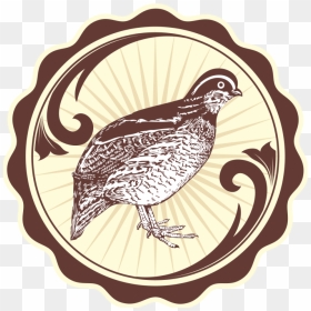 Burung Puyuh Png - Bobwhite Quail Drawing, Transparent Png - quail png
