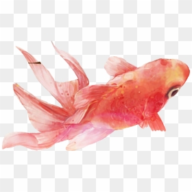 #pets #petsandanimals #pez #peces #remix - Still Life, HD Png Download - pez png