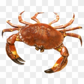 Crab Png - Transparent Crab Png, Png Download - crabs png