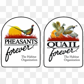 Pheasants And Quail Forever Logo, HD Png Download - quail png