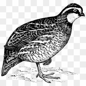 Bob White Quail Clip Art Hd Png Download Vhv