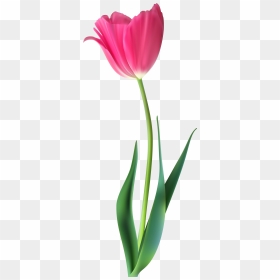 Pink Tulips Png - Pink Tulip Flower Png, Transparent Png - quail png
