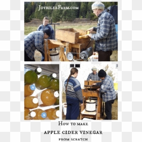 How To Make Apple Cider Vinegar - Tree, HD Png Download - apple cider png