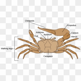 Male Fiddler Crab Diagram, HD Png Download - crabs png