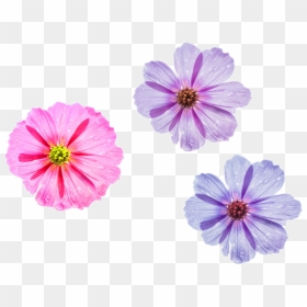Cool Flower Png Three Different Styles To Choose Pink - Good Morning Beautiful Queen Quotes, Transparent Png - cosmos png