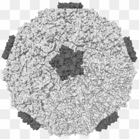 Coronavirus Vs Cold Symptoms - Rhino Virus, HD Png Download - cold breath png