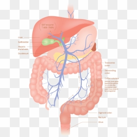 Portal Vein Liver Bowel, HD Png Download - colon png