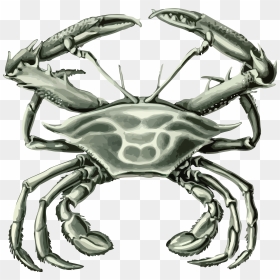 Free Clipart Of A Crab - Crustacean, HD Png Download - crabs png