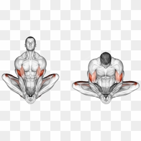 Butterfly Stretch Muscles Worked, HD Png Download - stretching png