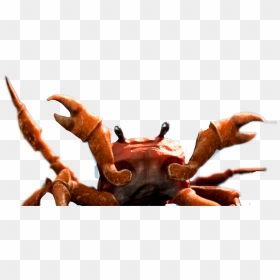 Download Hd Big Image Transparent Png Image - Crab Rave Crab Transparent, Png Download - crabs png