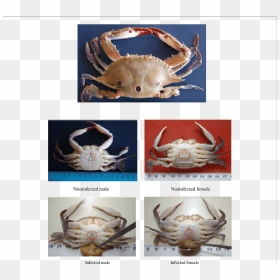Crab Male Female Sacculina, HD Png Download - crabs png
