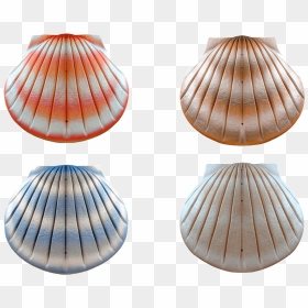 Eco Shell Urn - Shell, HD Png Download - urn png